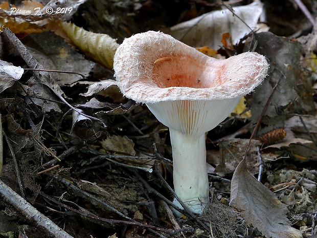 rýdzik chĺpkatý Lactarius pubescens (Fr.) Fr.