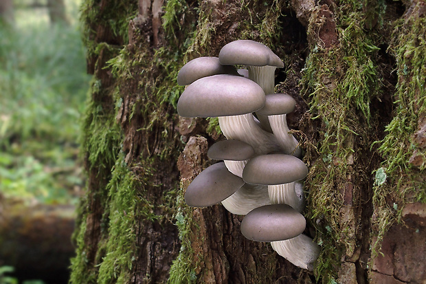 hliva ustricovitá Pleurotus ostreatus (Jacq.) P. Kumm.