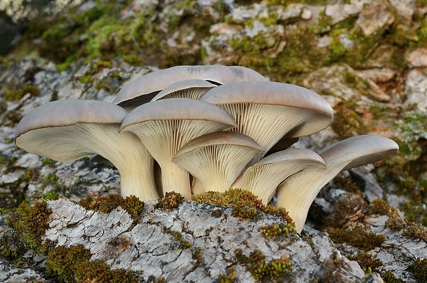 hliva ustricovitá Pleurotus ostreatus (Jacq.) P. Kumm.