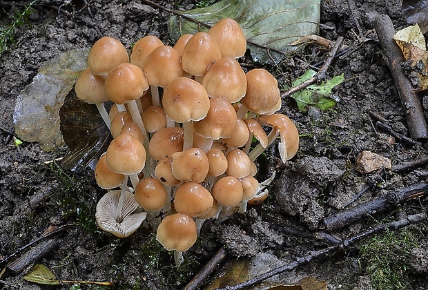 drobuľka Psathyrella sp.