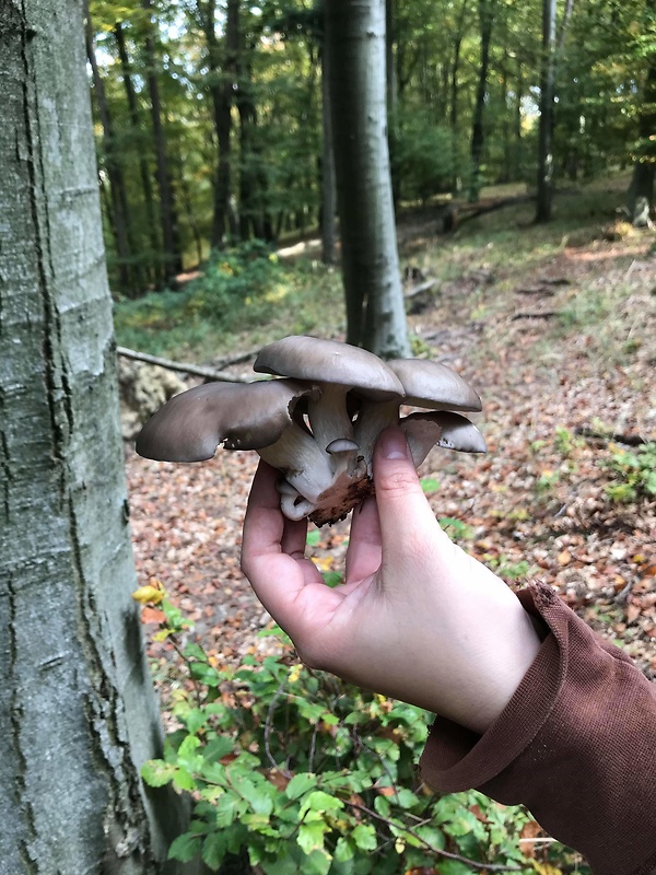 hliva Pleurotus sp.