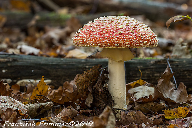 muchotrávka červená Amanita muscaria (L.) Lam.