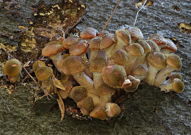 podpňovka obyčajná Armillaria mellea (Vahl) P. Kumm.