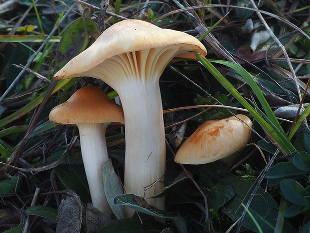 lúčnica statná Cuphophyllus pratensis (Fr.) Bon