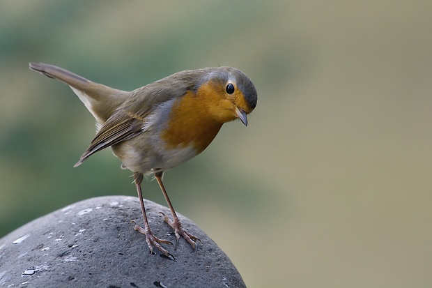 červienka obyčajná Erithacus rubecula