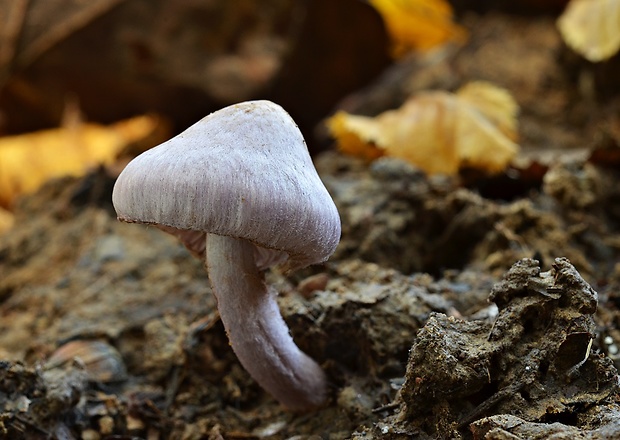 vláknica hlinovolupeňová Inocybe geophylla (Bull.) P. Kumm.