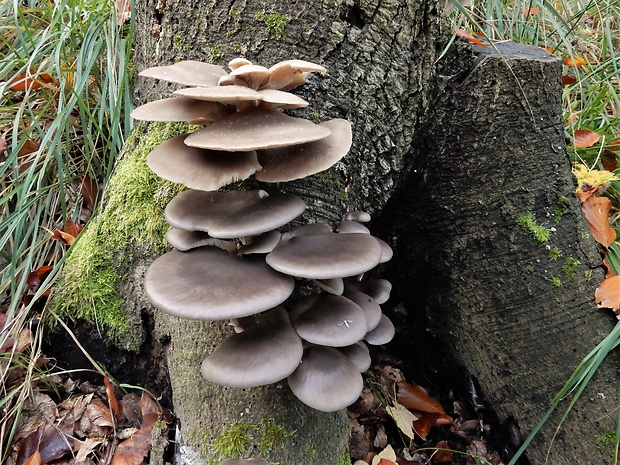 hliva ustricovitá Pleurotus ostreatus (Jacq.) P. Kumm.