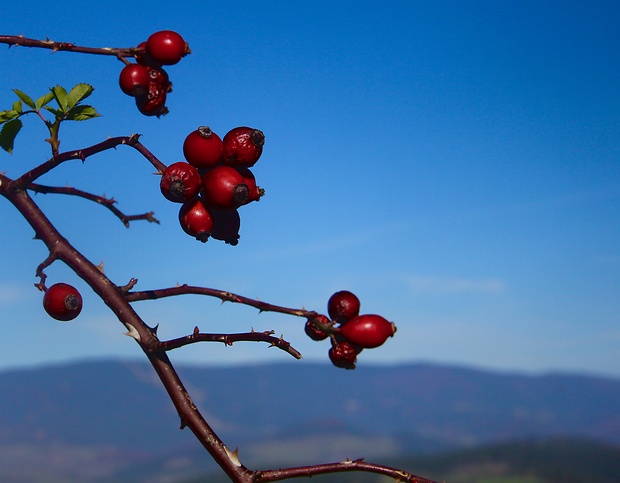 ruža šípová Rosa canina L.