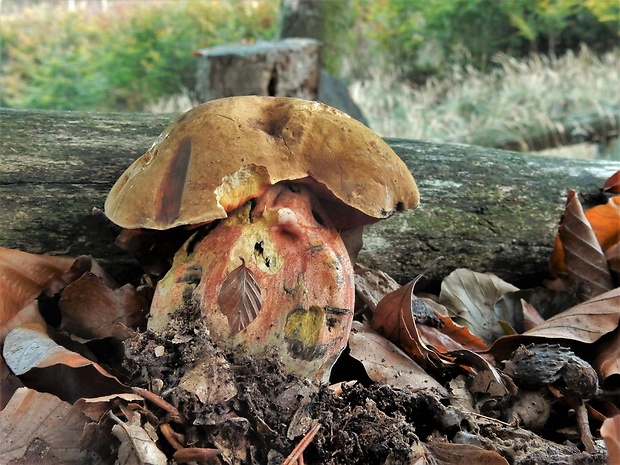 hríb zrnitohlúbikový Sutorius luridiformis (Rostk.) G. Wu & Zhu L. Yang