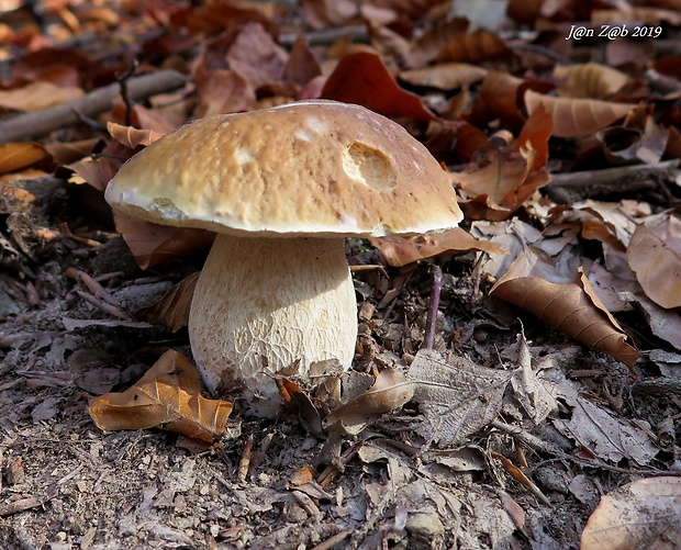 hríb smrekový Boletus edulis Bull.