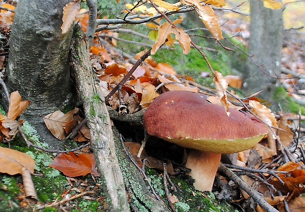 hríb sosnový Boletus pinophilus Pil. et Dermek in Pil.