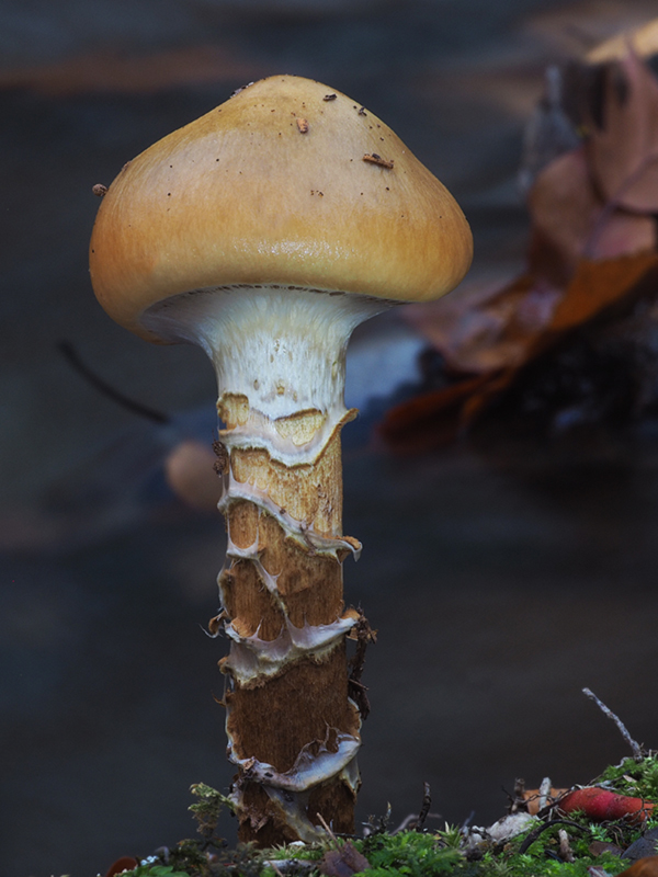 pavučinovec Cortinarius sp.