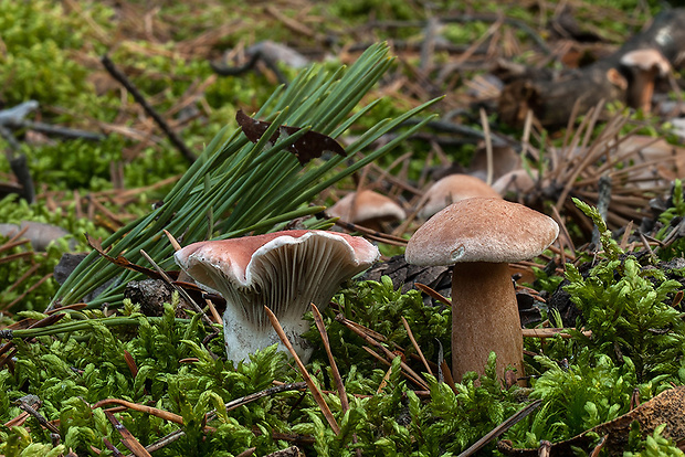 sliziak ružový Gomphidius roseus (Fr.) Oudem.