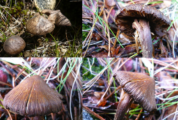 vláknica Inocybe sp.