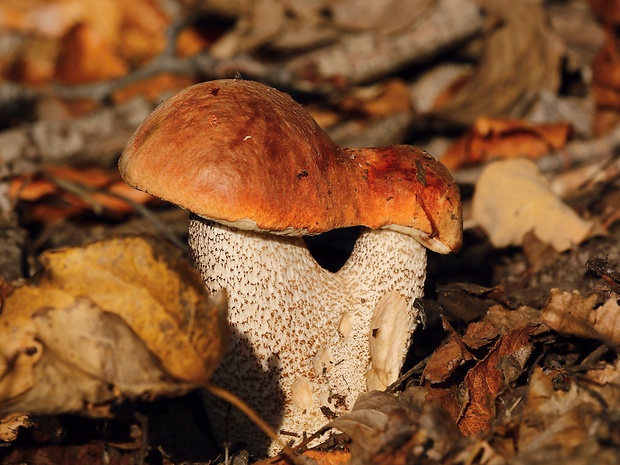 kozák osikový Leccinum albostipitatum den Bakker & Noordel.