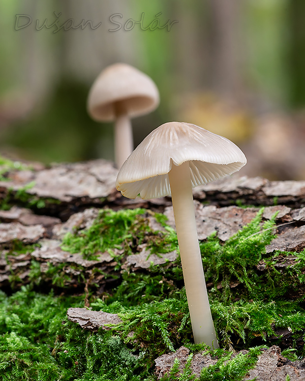 prilbička ružovolupeňová Mycena galericulata (Scop.) Gray