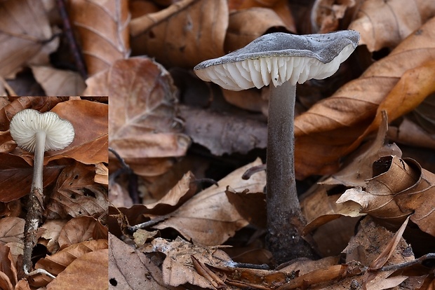 zamatka černastá Paraxerula caussei (Maire) R.H. Petersen