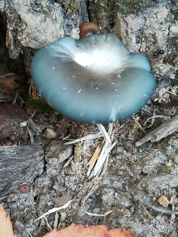 hliva ustricovitá modrastá Pleurotus columbinus Quél.