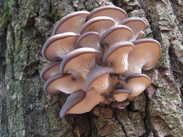 hliva ustricovitá Pleurotus ostreatus (Jacq.) P. Kumm.