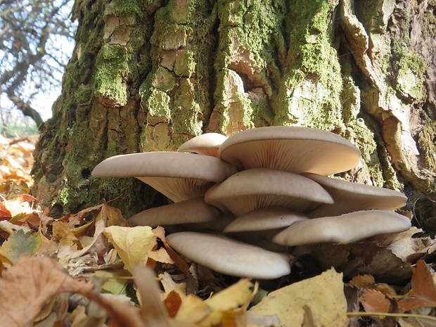 hliva ustricovitá Pleurotus ostreatus (Jacq.) P. Kumm.