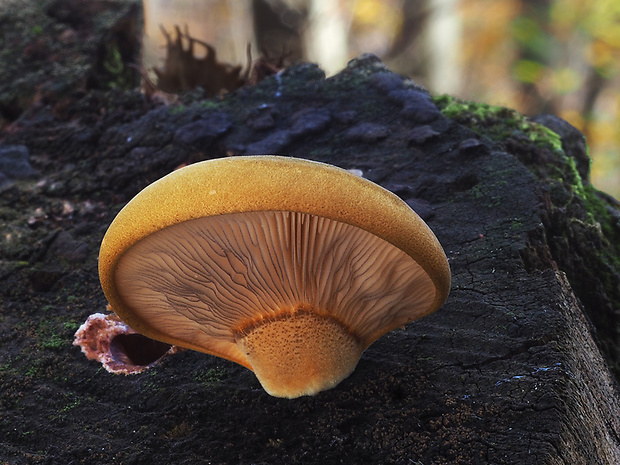 pňovka neskorá Sarcomyxa serotina (Pers.) P. Karst.