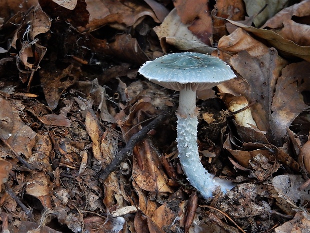 golierovka zelenkastá Stropharia aeruginosa (Curtis) Quél.