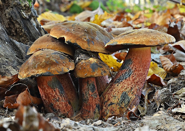 hríb zrnitohlúbikový Sutorius luridiformis (Rostk.) G. Wu & Zhu L. Yang