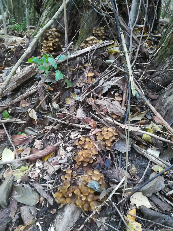 podpňovka Armillaria sp.