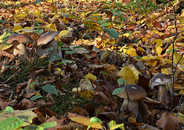 hríb smrekový Boletus edulis Bull.