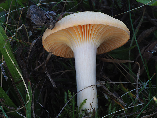 lúčnica statná Cuphophyllus pratensis (Fr.) Bon