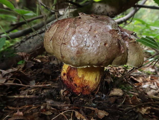 hríb zavalitý Imperator torosus Fr. in Fr. et Hök