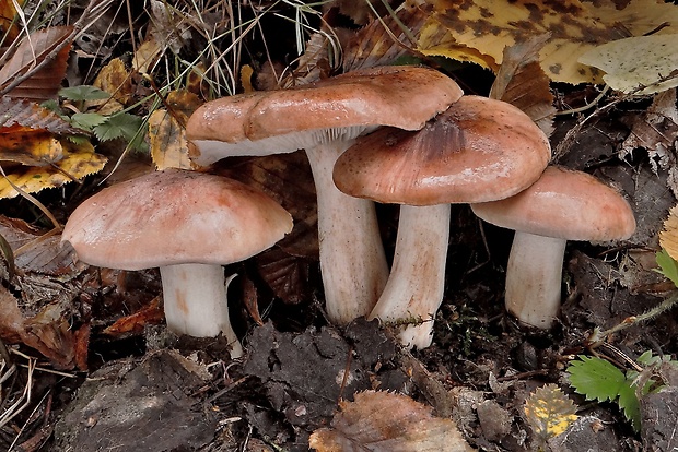 čírovka topoľová Tricholoma populinum J.E. Lange