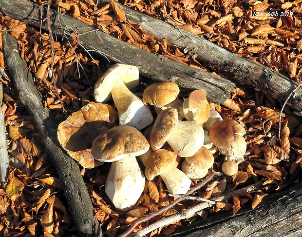 hríb smrekový Boletus edulis Bull.