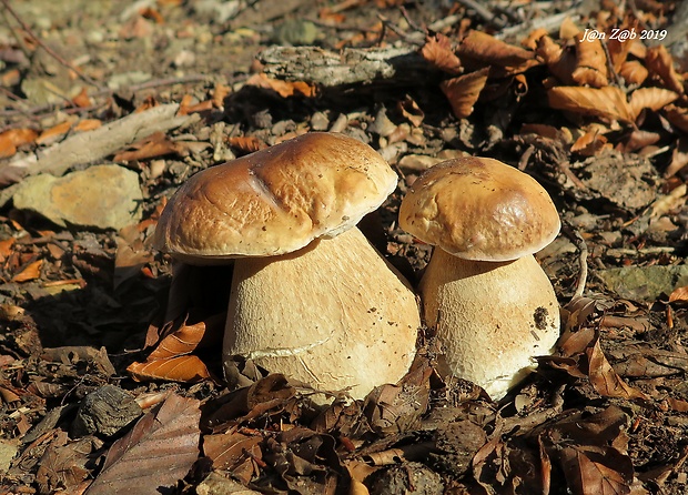 hríb smrekový Boletus edulis Bull.