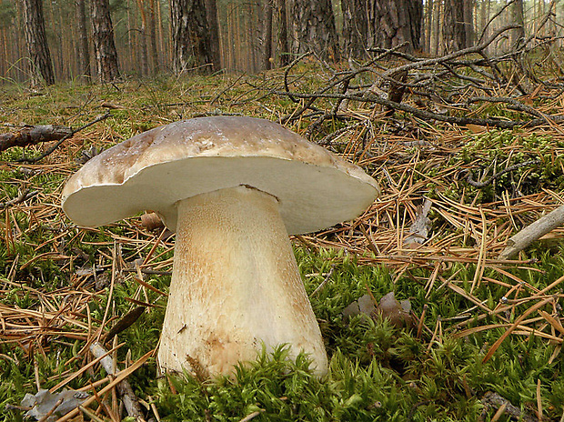 hríb smrekový Boletus edulis Bull.