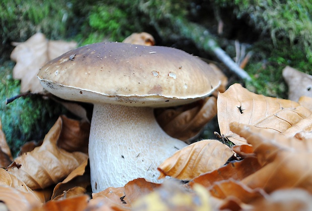 hríb smrekový Boletus edulis Bull.