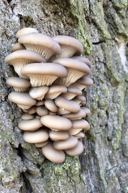 hliva ustricovitá Pleurotus ostreatus (Jacq.) P. Kumm.