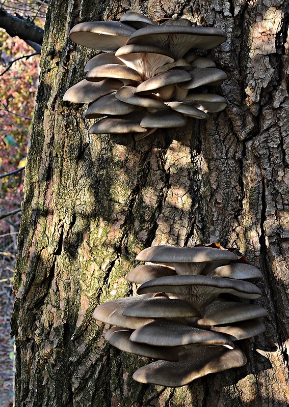 hliva ustricovitá Pleurotus ostreatus (Jacq.) P. Kumm.