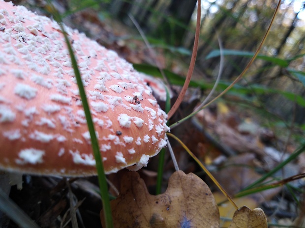 muchotrávka Amanita sp.