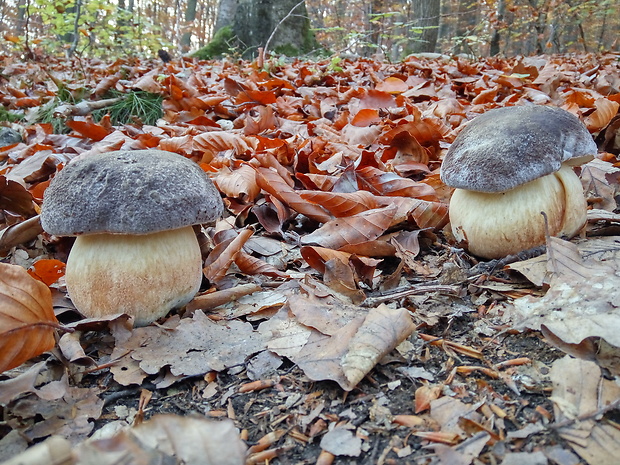 hríb sosnový Boletus pinophilus Pil. et Dermek in Pil.