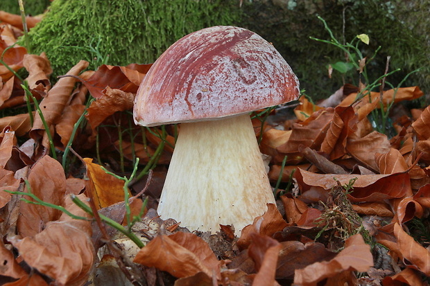 hríb sosnový Boletus pinophilus Pil. et Dermek in Pil.