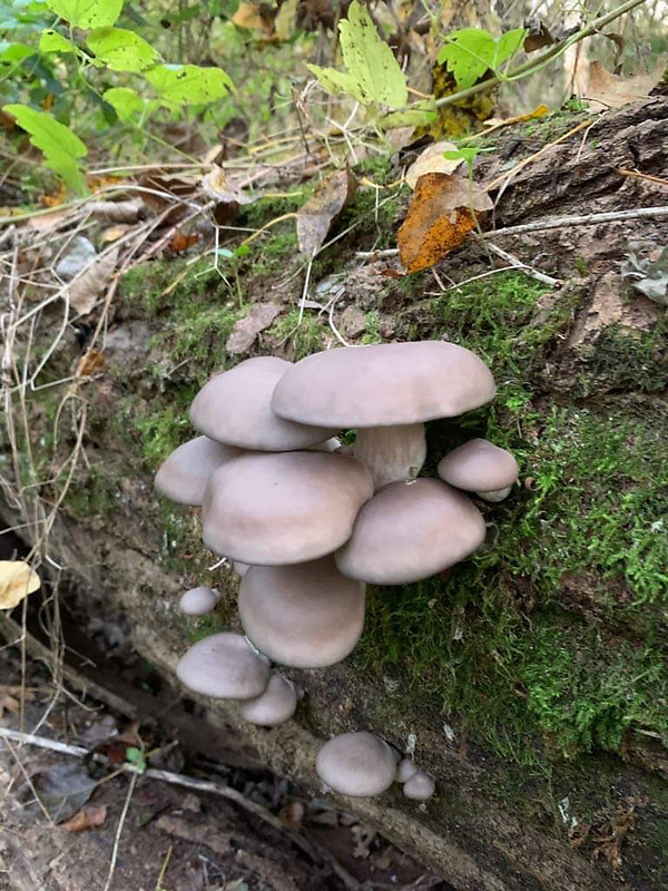 hliva ustricovitá Pleurotus ostreatus (Jacq.) P. Kumm.