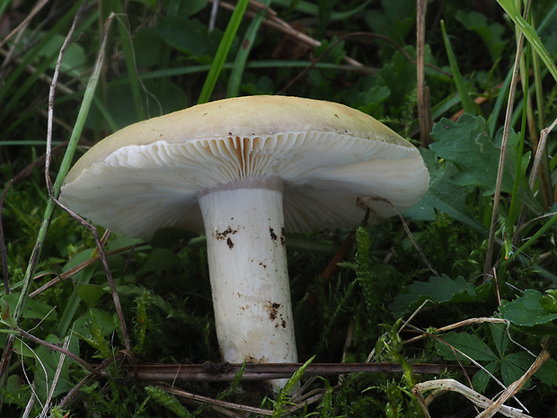 plávka zavalitá Russula torulosa Bres.