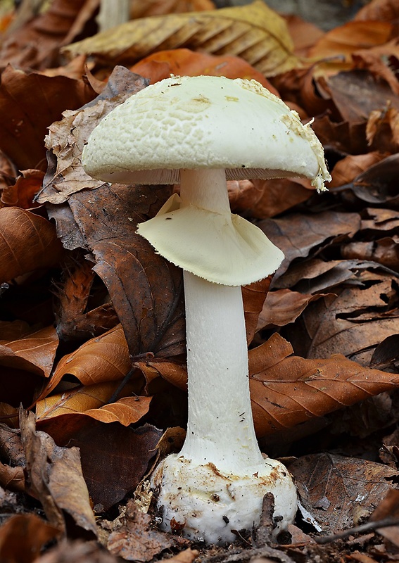 muchotrávka citrónovožltá Amanita citrina Pers.