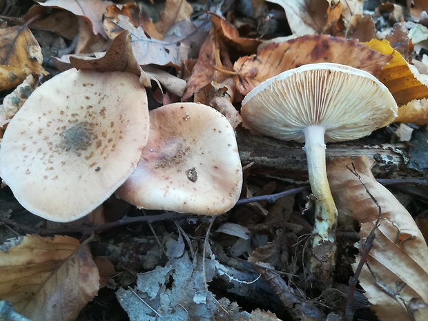 podpňovka obyčajná Armillaria mellea (Vahl) P. Kumm.