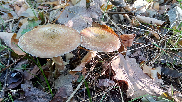 podpňovka obyčajná Armillaria mellea (Vahl) P. Kumm.