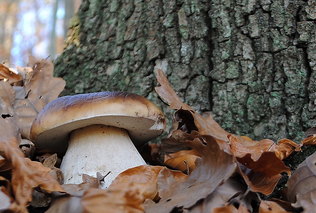 hríb smrekový Boletus edulis Bull.