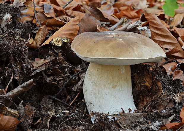 hríb smrekový Boletus edulis Bull.