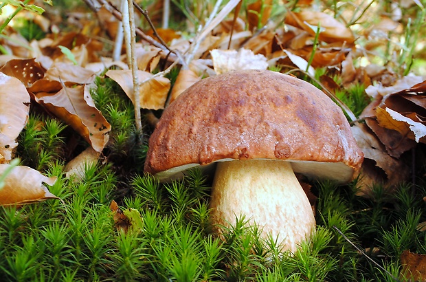 hríb sosnový Boletus pinophilus Pil. et Dermek in Pil.