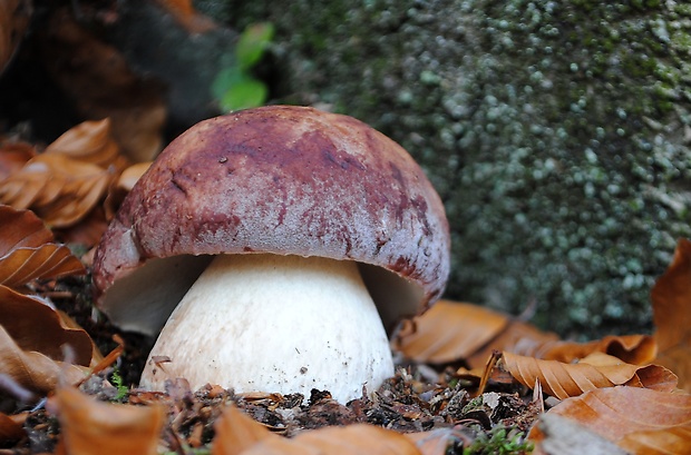 hríb sosnový Boletus pinophilus Pil. et Dermek in Pil.